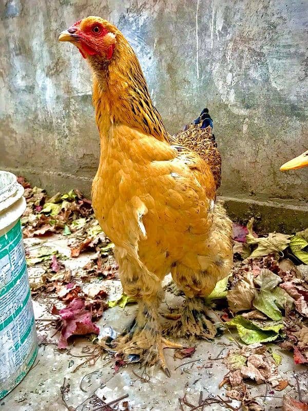 Brahma hen female 1 piece 3