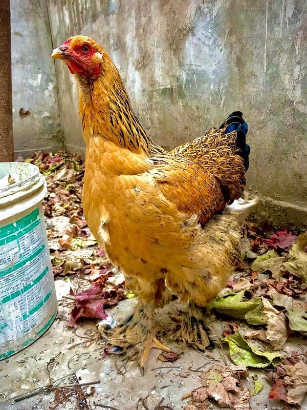 Brahma hen female 1 piece 4