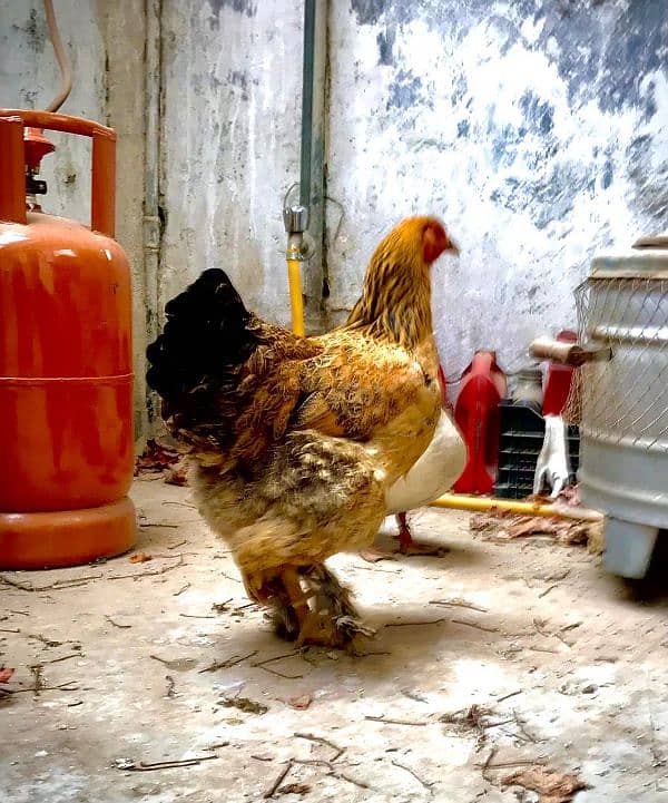 Brahma hen female 1 piece 5