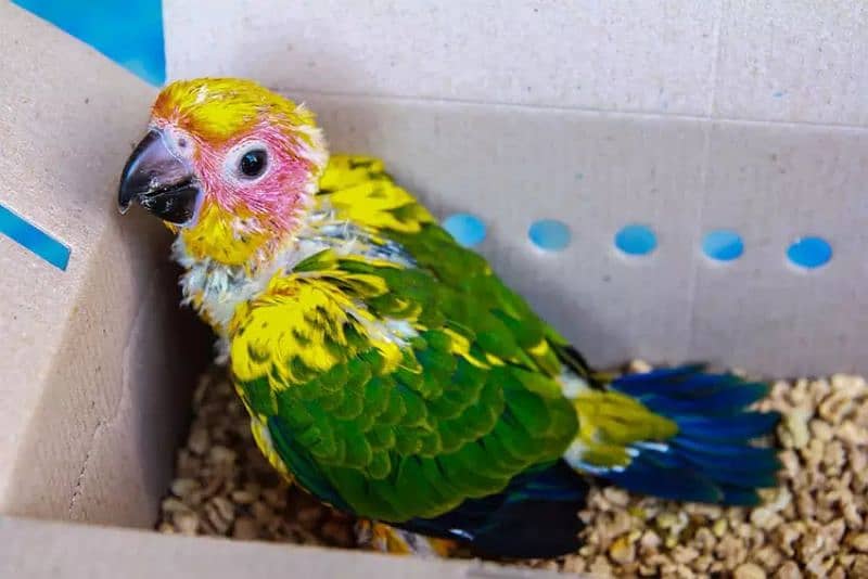 sun conure chicks 0