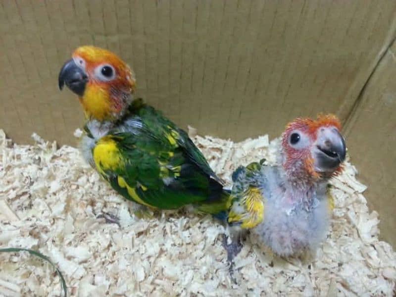 sun conure chicks 1