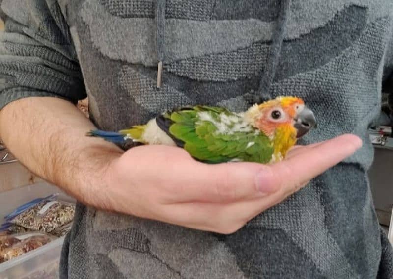 sun conure chicks 3