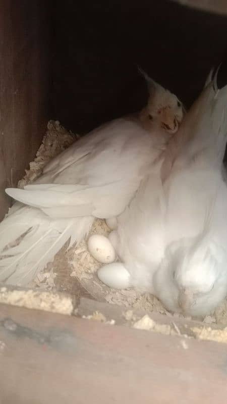 sun conure chicks 4