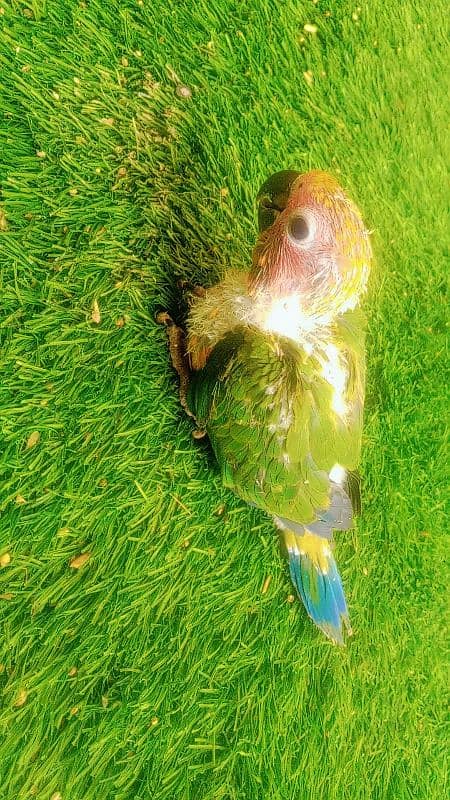 sun conure chicks 6