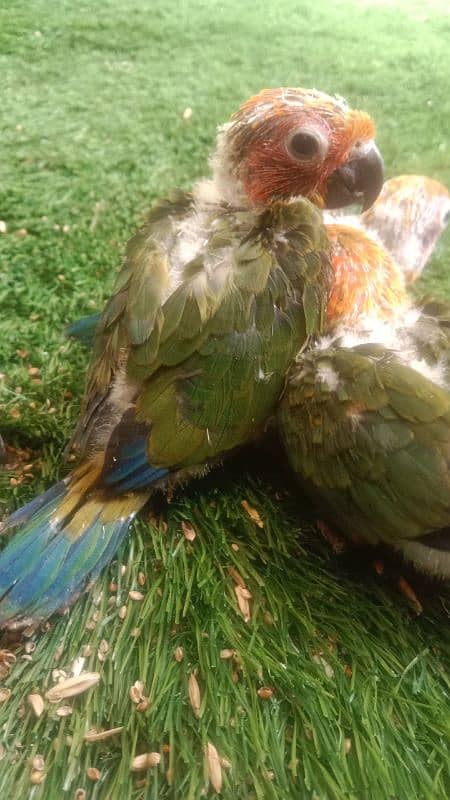 sun conure chicks 8