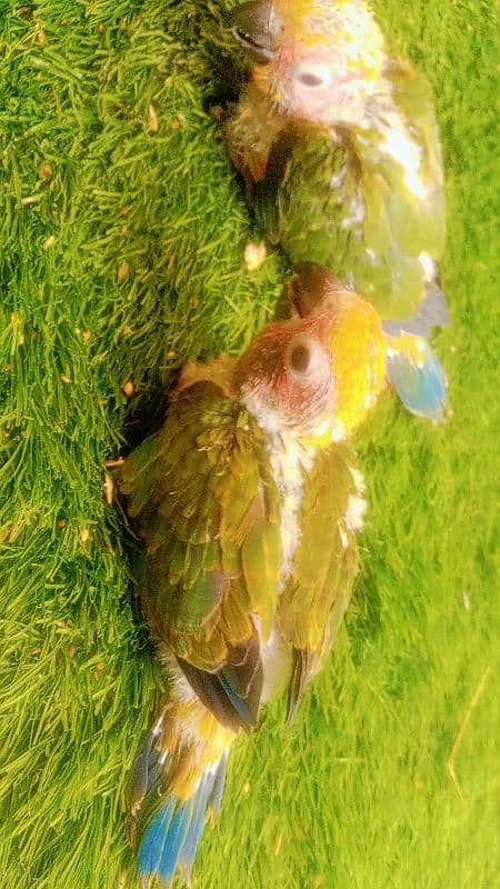 sun conure chicks 10