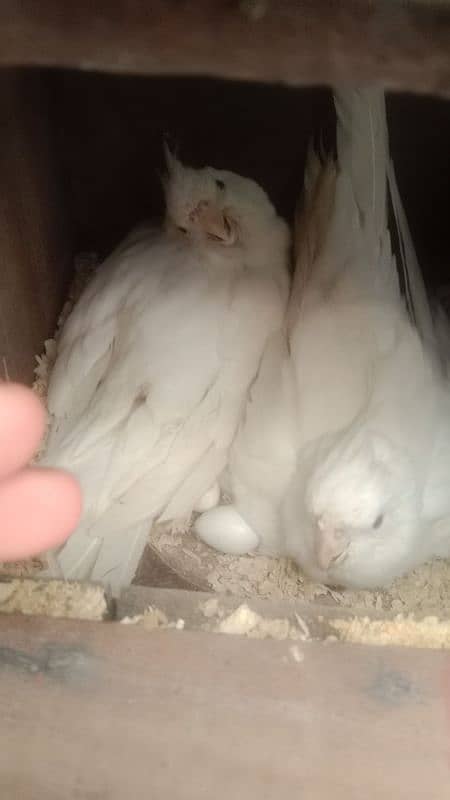 sun conure chicks 11