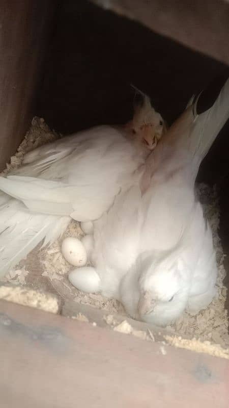 sun conure chicks 12