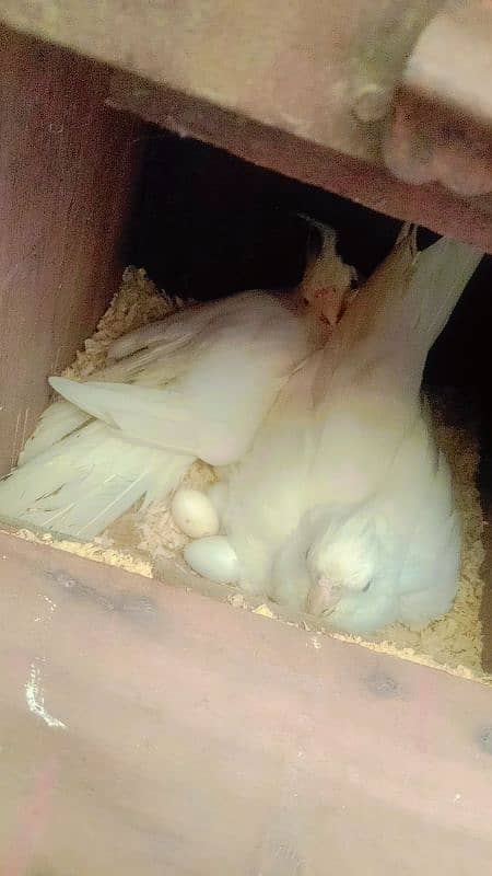 sun conure chicks 13