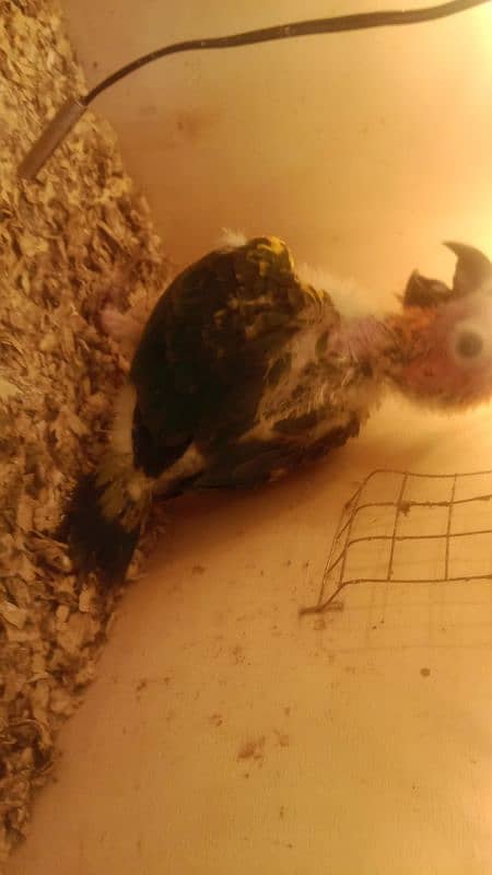 sun conure chicks 14