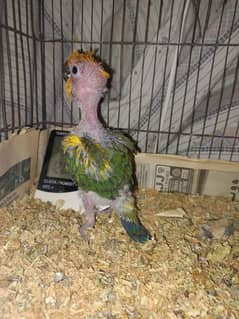 Sun Conure Chick