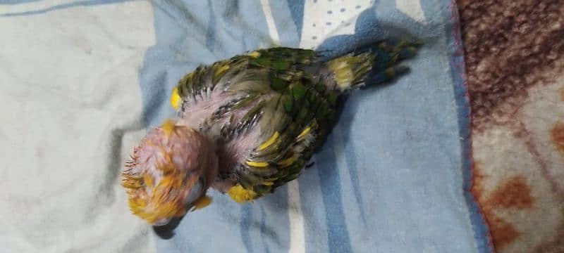 Sun Conure Chick 2