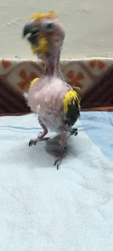 Sun Conure Chick 4