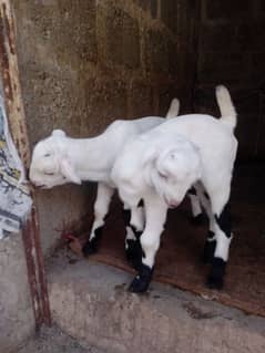 bakri