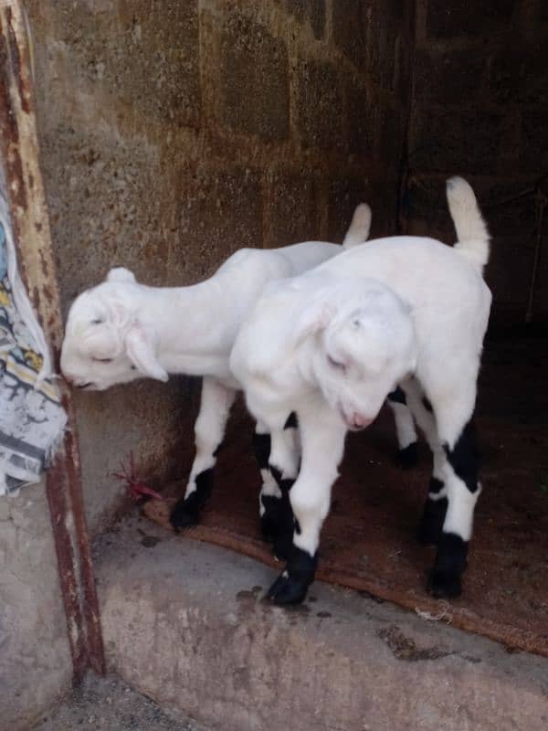 bakri 2 bachy 0