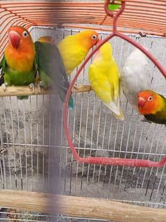 colour lovebird pair