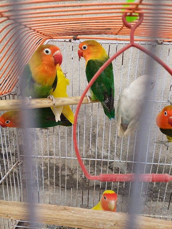 colour lovebird pair 2