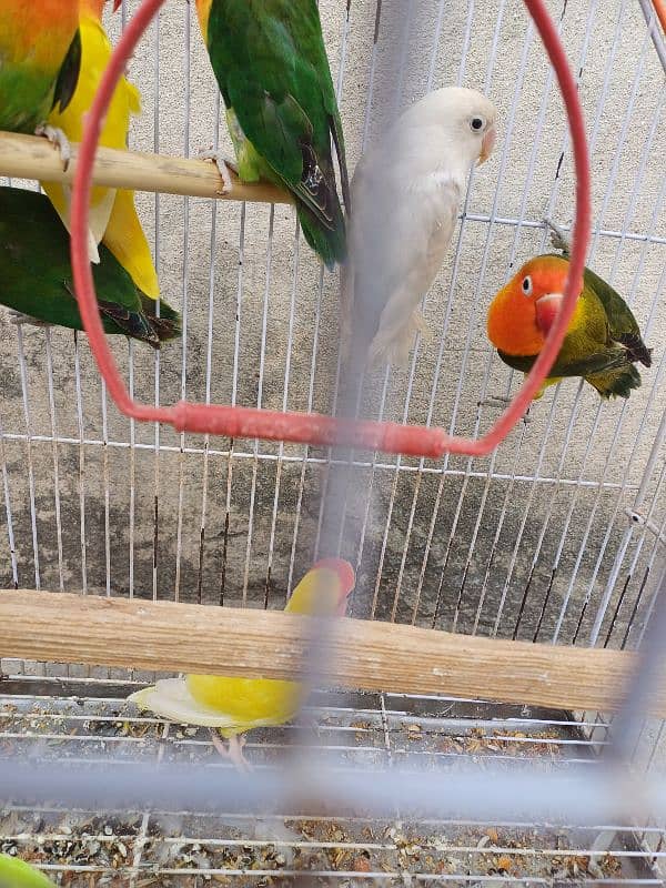 colour lovebird pair 3