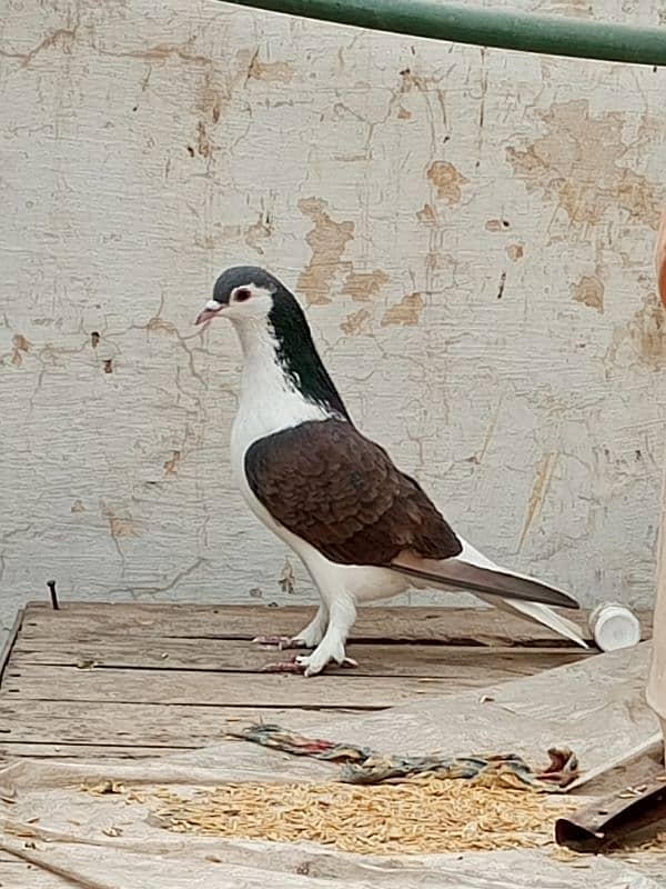 kabootar pigeon for sale 0