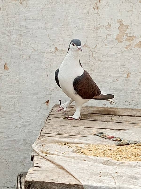 kabootar pigeon for sale 1