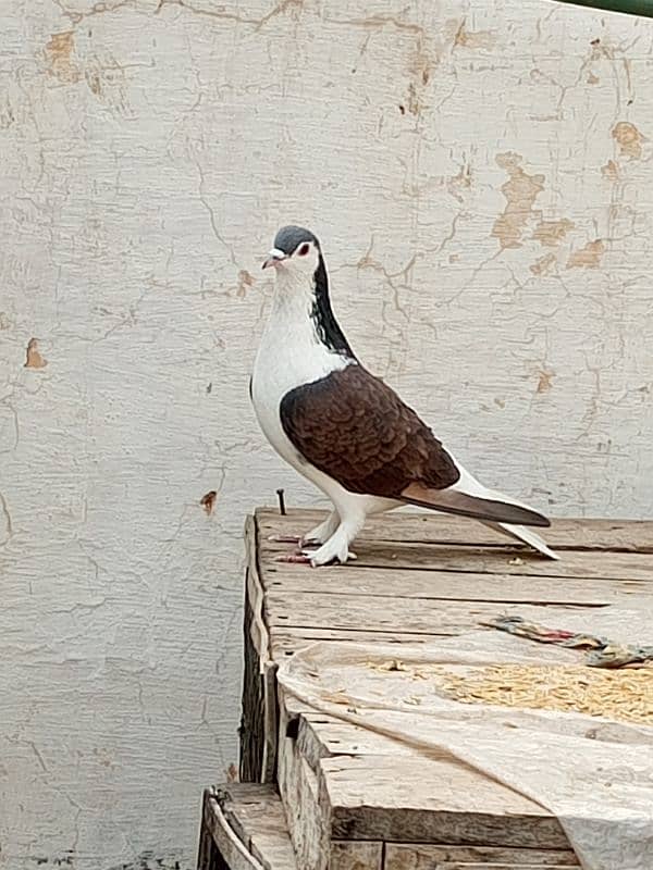 kabootar pigeon for sale 2