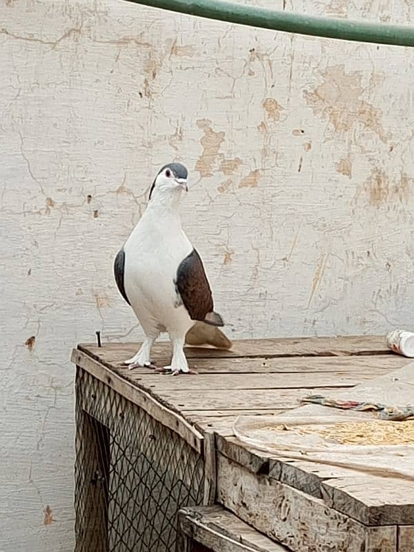 kabootar pigeon for sale 3