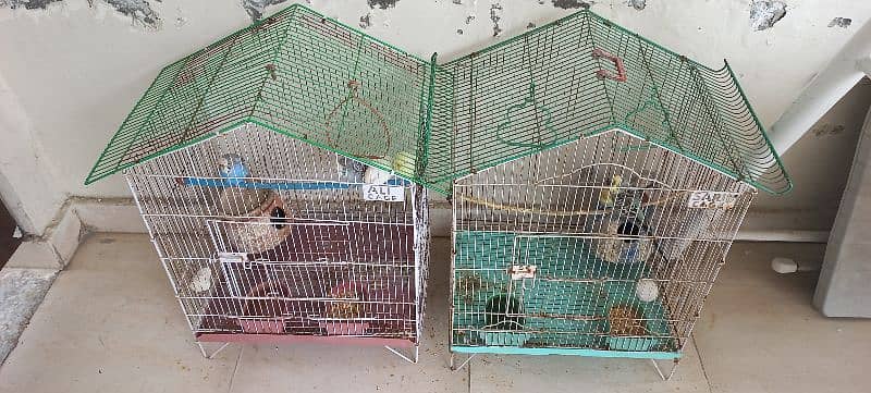 Australian budgies with cages 0