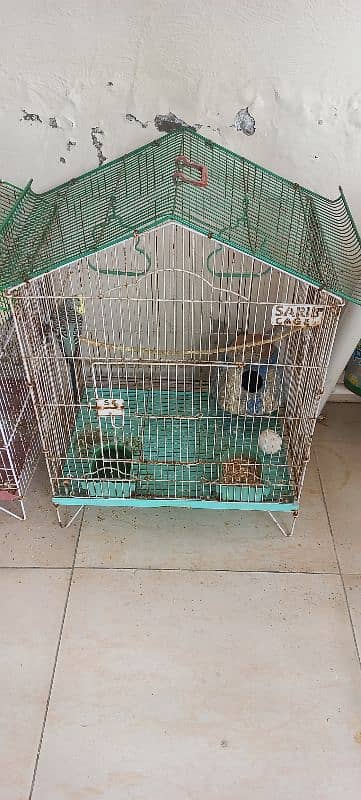 Australian budgies with cages 2