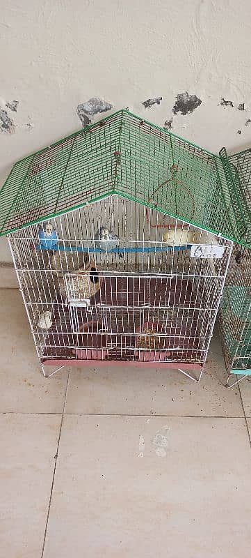 Australian budgies with cages 3