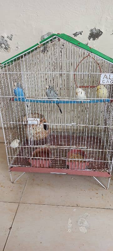 Australian budgies with cages 4