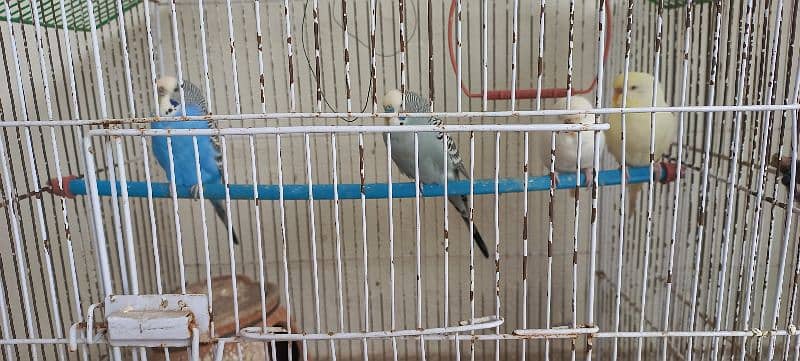 Australian budgies with cages 5