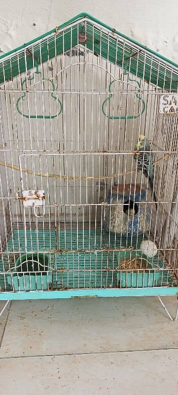 Australian budgies with cages 6