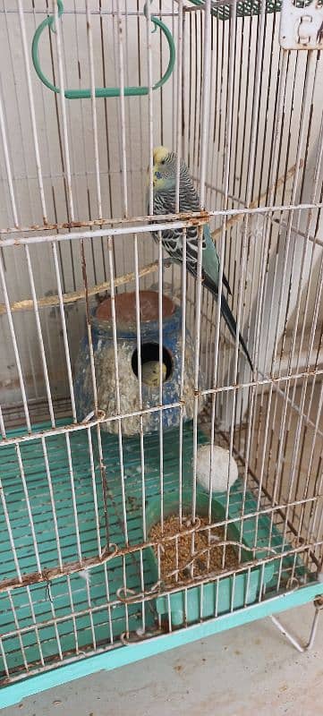 Australian budgies with cages 7