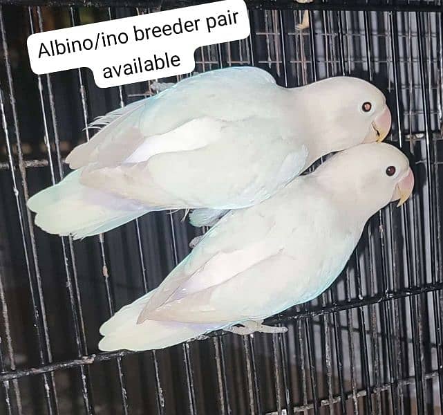 aseel murgi  or albino pair's 8