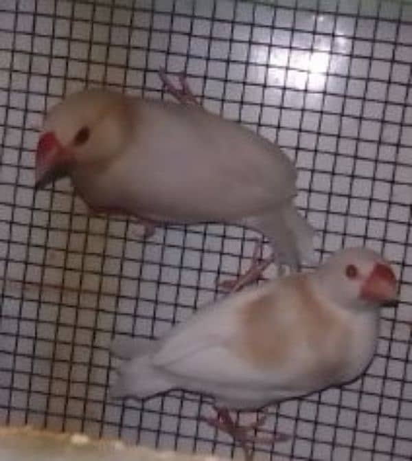 White java Kay pathey. opal & albino red aye. 03182857678. 9