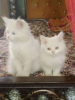 Pierre hair 2 baby cat available male and female 03167435365