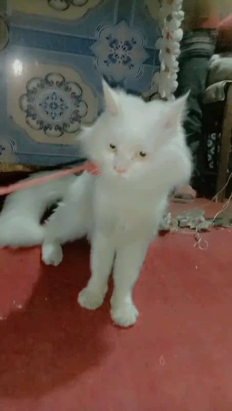 Persian Male Double Coated Cat Sale In Okara City 2