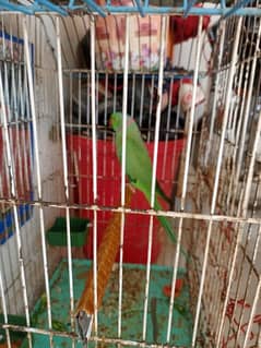 parot