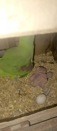 beautiful Kashmiri raw parrots jumbo siz breadr pair 1st calutch