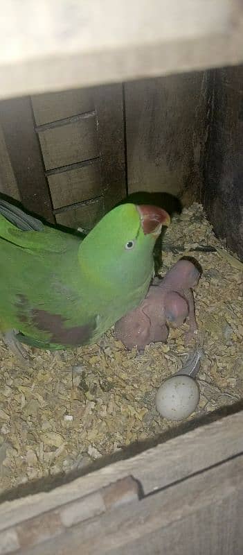 beautiful Kashmiri raw parrots jumbo siz breadr pair 1st calutch 1