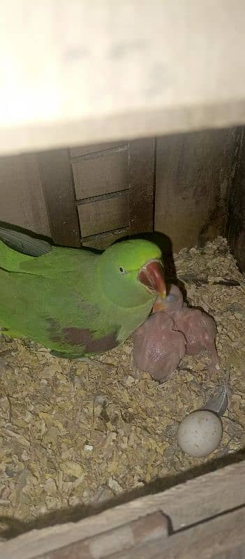 beautiful Kashmiri raw parrots jumbo siz breadr pair 1st calutch 2