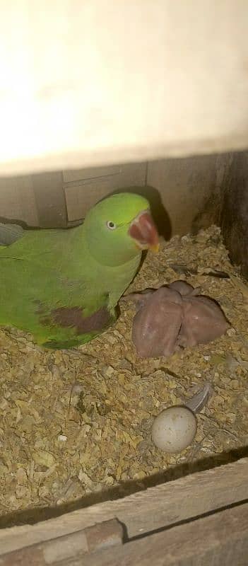 beautiful Kashmiri raw parrots jumbo siz breadr pair 1st calutch 3