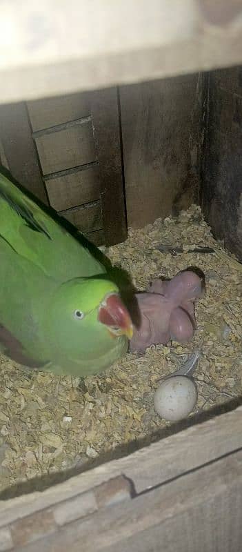 beautiful Kashmiri raw parrots jumbo siz breadr pair 1st calutch 4