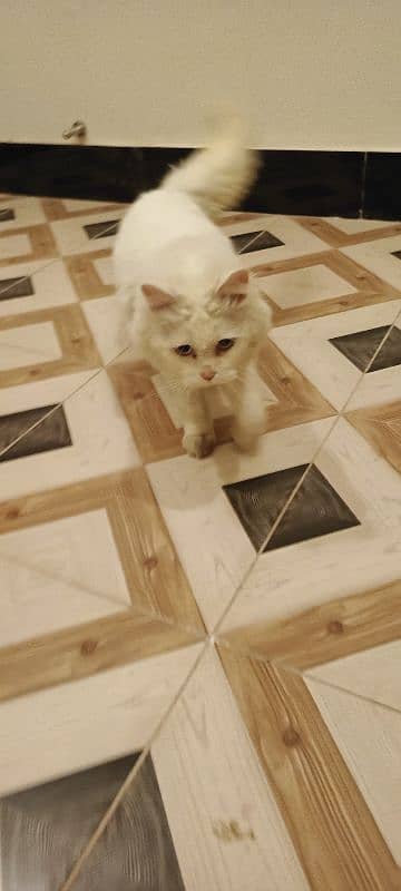 Persian cat blue eyes for contact 03077307854 0