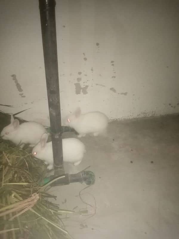 red eyes rabbits 0