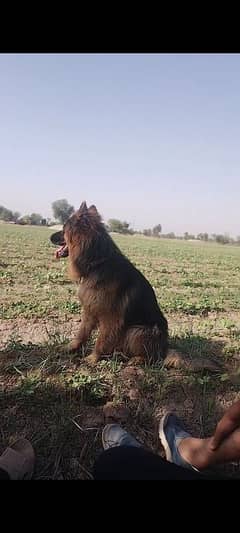 German shepherd