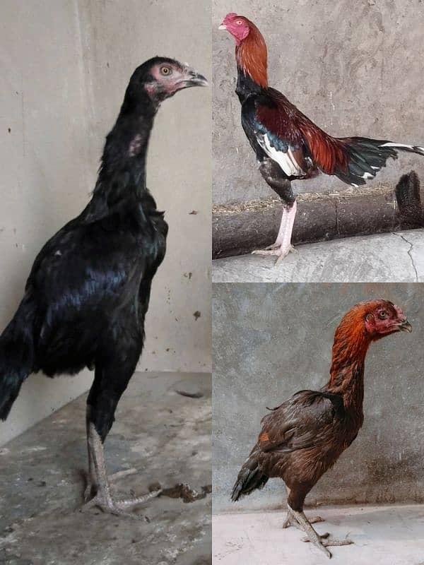 Aseel Male & Female For sale. 0