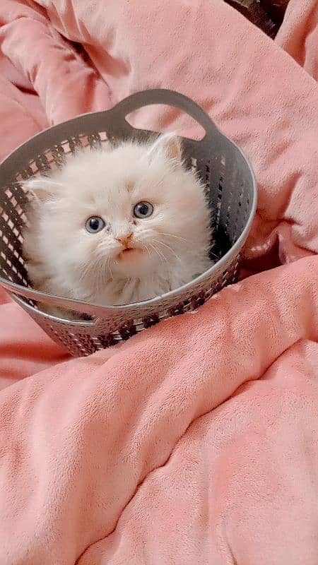 Persian kittens for sale colored eyes 0