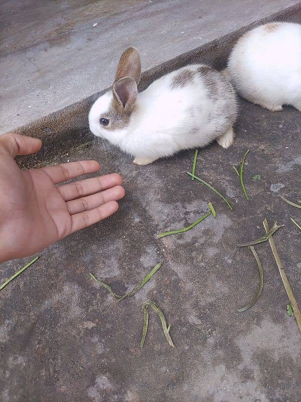 Rabbit hand Tam 4