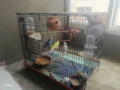 6 Parrots with foldable cage and ACCEROIES for sale